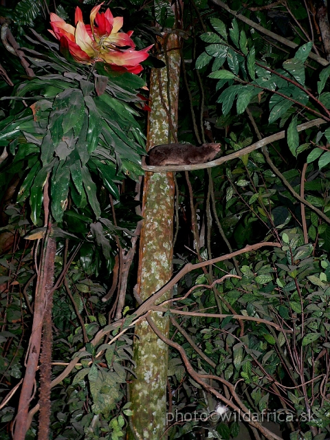 Picture 393.jpg - Tree Hyrax (Dendrohyrax arboreus).